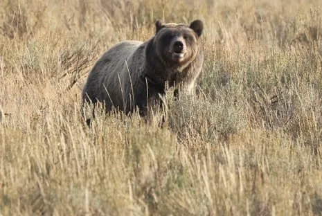 Trail Walker Injured by Grizzly in Yellowstone Flown to Trauma Center